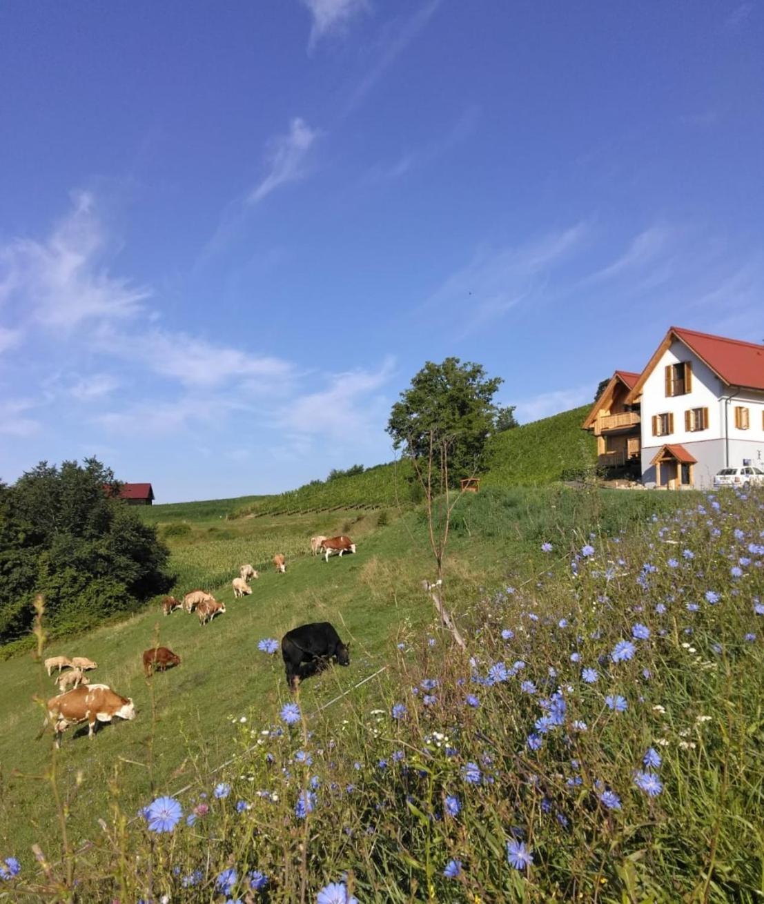Bauernhof Gschmeidler Sankt Johann im Saggautal Kültér fotó